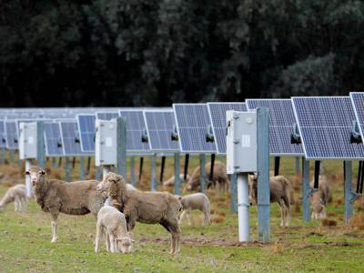 Glenrowan West Solar Farm, array of solar panels under blue sky.