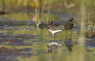 Australian Painted Snipe, brown and white plumage, long bill, standing in water.