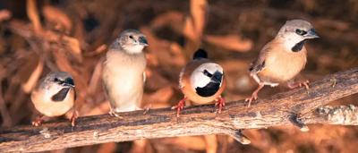 Finch birds on branches, Stanley, Australia.
