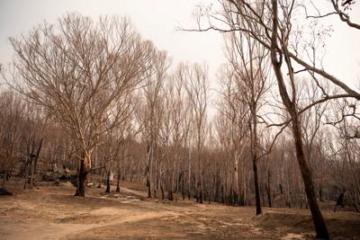 Burnt landscape, charred trees, smoke, and debris from a bushfire aftermath.
