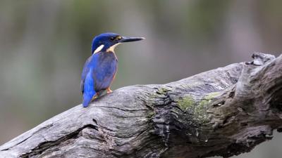 Azure Kingfisher perched on a log, vibrant blue and orange plumage, natural light.