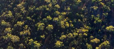 Savanna landscape with trees and grass, blue sky.