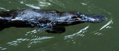 Woman in a field, holding a plant, smiling. Bright sunlight.