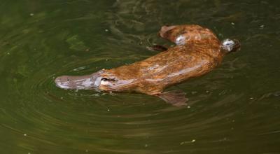 Platypus in water, header image.