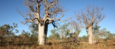 Boab trees in Kimberley landscape. Large, distinctive trunks, sparse foliage, blue sky.