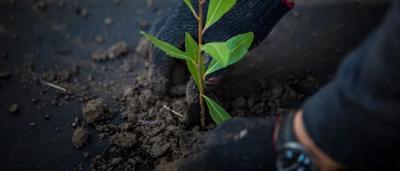 Hands holding soil, green leaves, and a plant.
