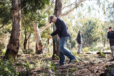 Community planting trees in Westgate Park, Melbourne. People, seedlings, and park setting.