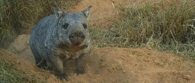 A koala clinging to a eucalyptus tree branch, daytime.