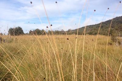Header image: Grassland landscape with blue sky, clouds, and trees.