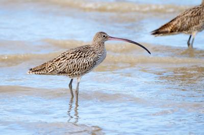 Eastern Curlew bird in flight, brown plumage, long curved beak, against a blue sky.