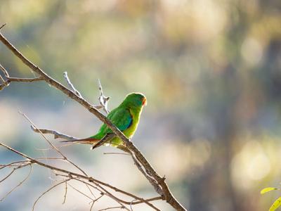 Swift Parrot in flight, vibrant green and red plumage, against a blurred background.