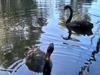 Black swans at Jerrabomberra wetlands