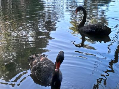 Black swans at Jerrabomberra wetlands