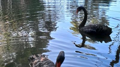 Black swans at Jerrabomberra wetlands