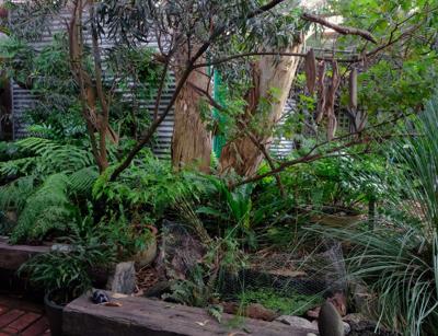 Garden scene with lush greenery, plants, and a pathway.