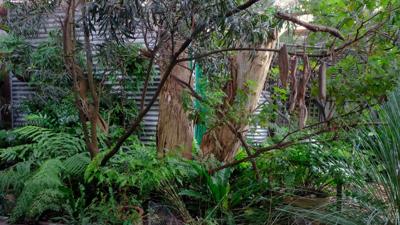 Garden scene with lush greenery, plants, and a pathway.