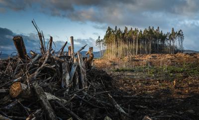 Logging truck on a forest road in Tasmania, Australia. Trees and landscape.
