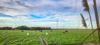 Photo of Wonthaggi Wind Farm with Dairy Cows grazing in paddock Credit Josh Meadows