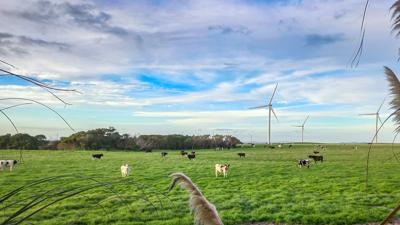 Photo of Wonthaggi Wind Farm with Dairy Cows grazing in paddock Credit Josh Meadows
