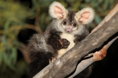 Greater glider in a tree, nocturnal marsupial, Australia.