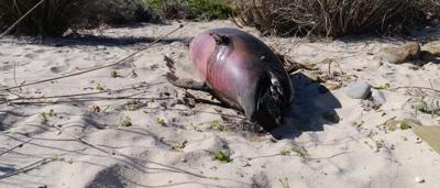 Woman in hat, holding camera, looking at landscape.