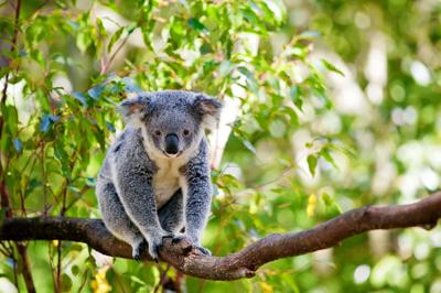 Koala in a tree, laws header image.