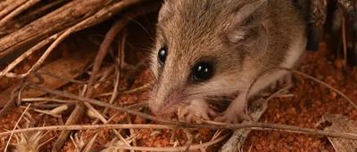 Green canopy of trees, sunlight filtering through leaves.