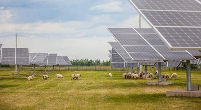 Solar panels over grazing sheep in a field.