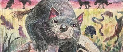 The-curious-Tasmanian-devil-Charlotte-10 - WINNER age 8-10 Wild At Art 2026