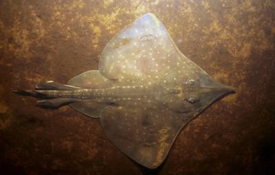 Maugean Skate, underwater, by Neville Barrett.