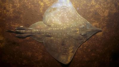Maugean Skate, underwater, by Neville Barrett.
