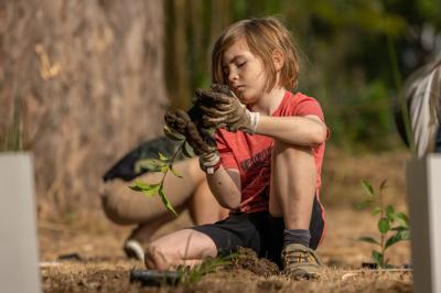Kenmore tree planting day: People planting saplings in a grassy area.