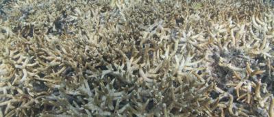 Dead, bleached coral on the Great Barrier Reef, Heron Island.