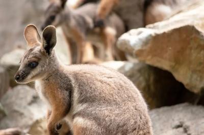 Green canopy of trees, sunlight filtering through leaves.