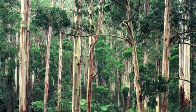 Header image: Canopy logo, text "Australian Conservation Foundation", blue and green design.