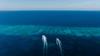 Save Scott Reef media trip