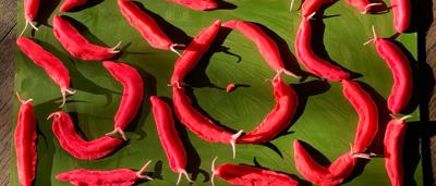 A cartoon slug hugging a person, both smiling.
