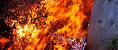 Firetree diagram, branching structure, various colored nodes, representing data visualization.