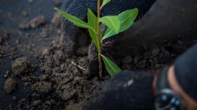 Win Block Planting image: Rows of young plants in a field, with a windbreak in the background.