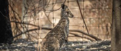 20260119 Jim Billings Home Bushfire in Avenel VIC-67