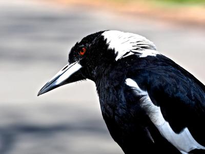 Magpie perched on a branch, head turned, looking left. Blue sky background.