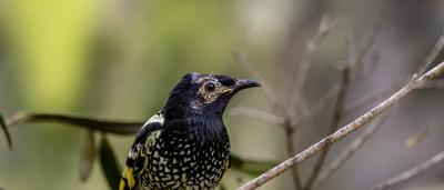 Regent honeyeater bird, black and yellow plumage, perched on a branch.