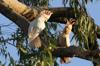 Pink cockatoos perched in a tree, captured in a photograph.