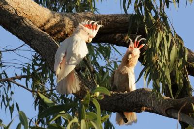 Pink cockatoos perched in a tree, captured in a photograph.