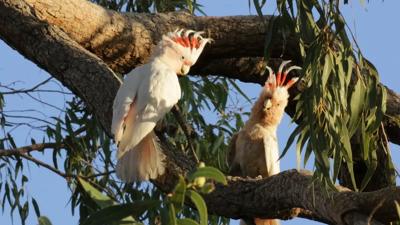 Pink cockatoos perched in a tree, captured in a photograph.