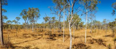 Woman in a red dress, standing in a forest, holding a camera, smiling.