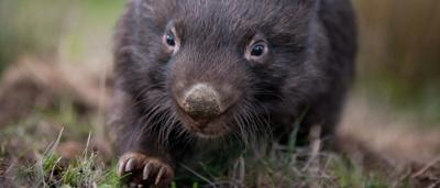 A koala clinging to a eucalyptus tree branch, daytime.