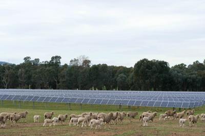 Solar panels arrayed on a field, blue sky, distant trees.