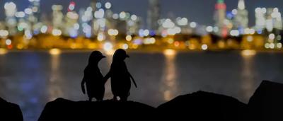 Two penguins standing on snow, one facing forward, the other looking left.
