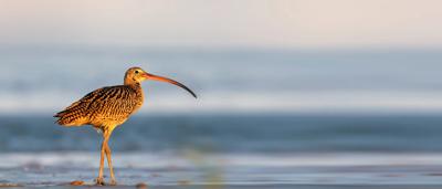 A lush green forest canopy, sunlight filtering through the leaves.